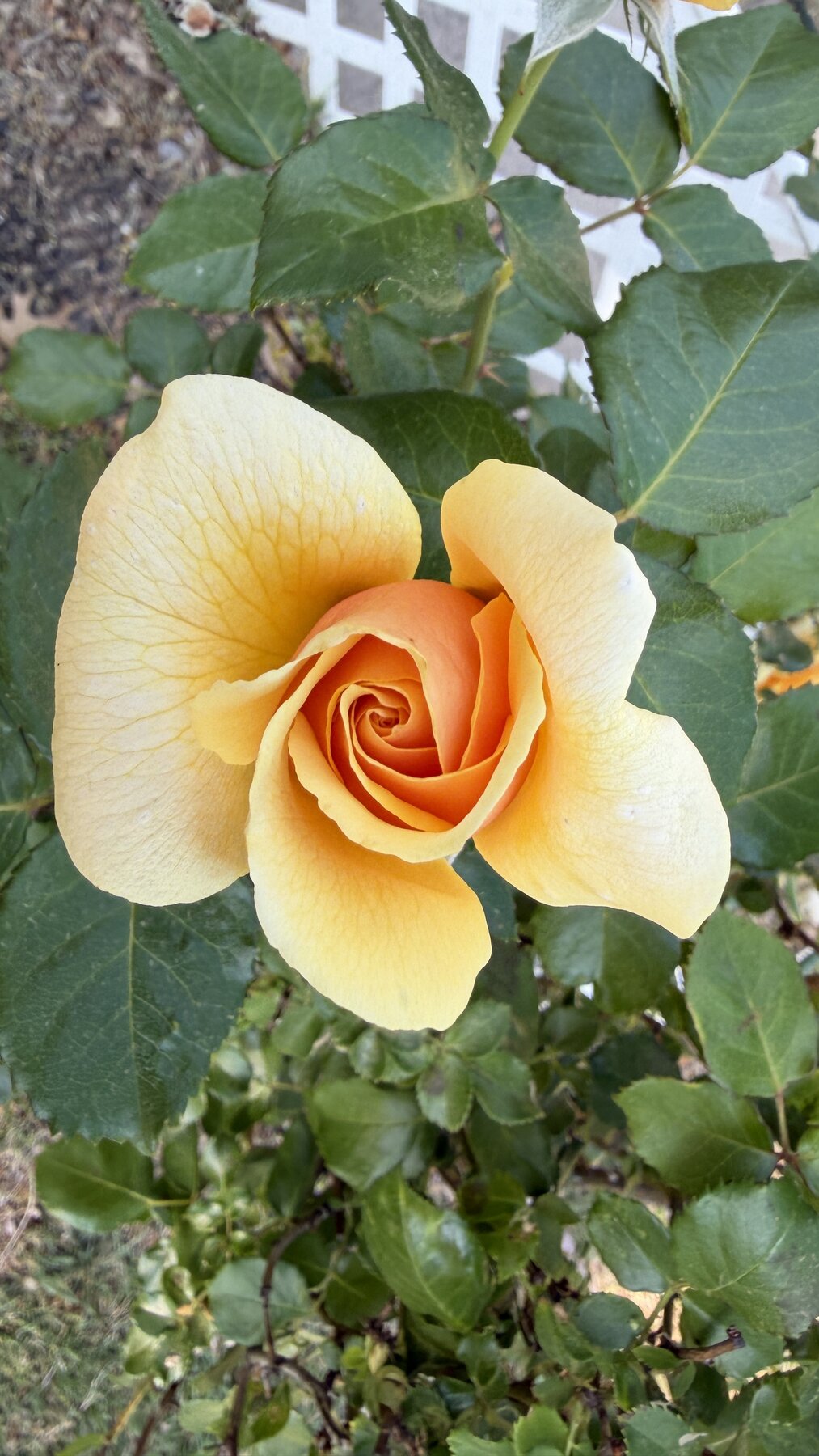 Apricot Whisper