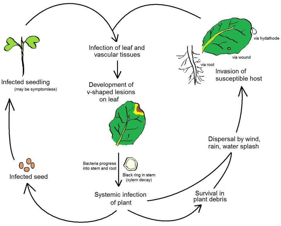 Plant pathology