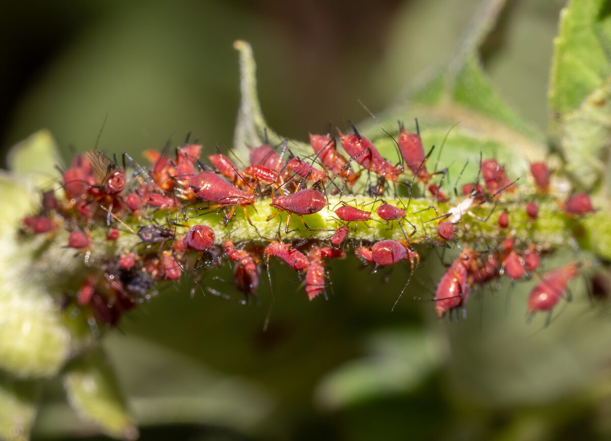 Macrosiphum rosae