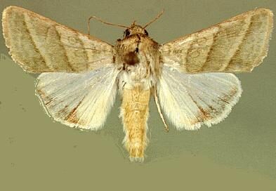 Chloridea virescens