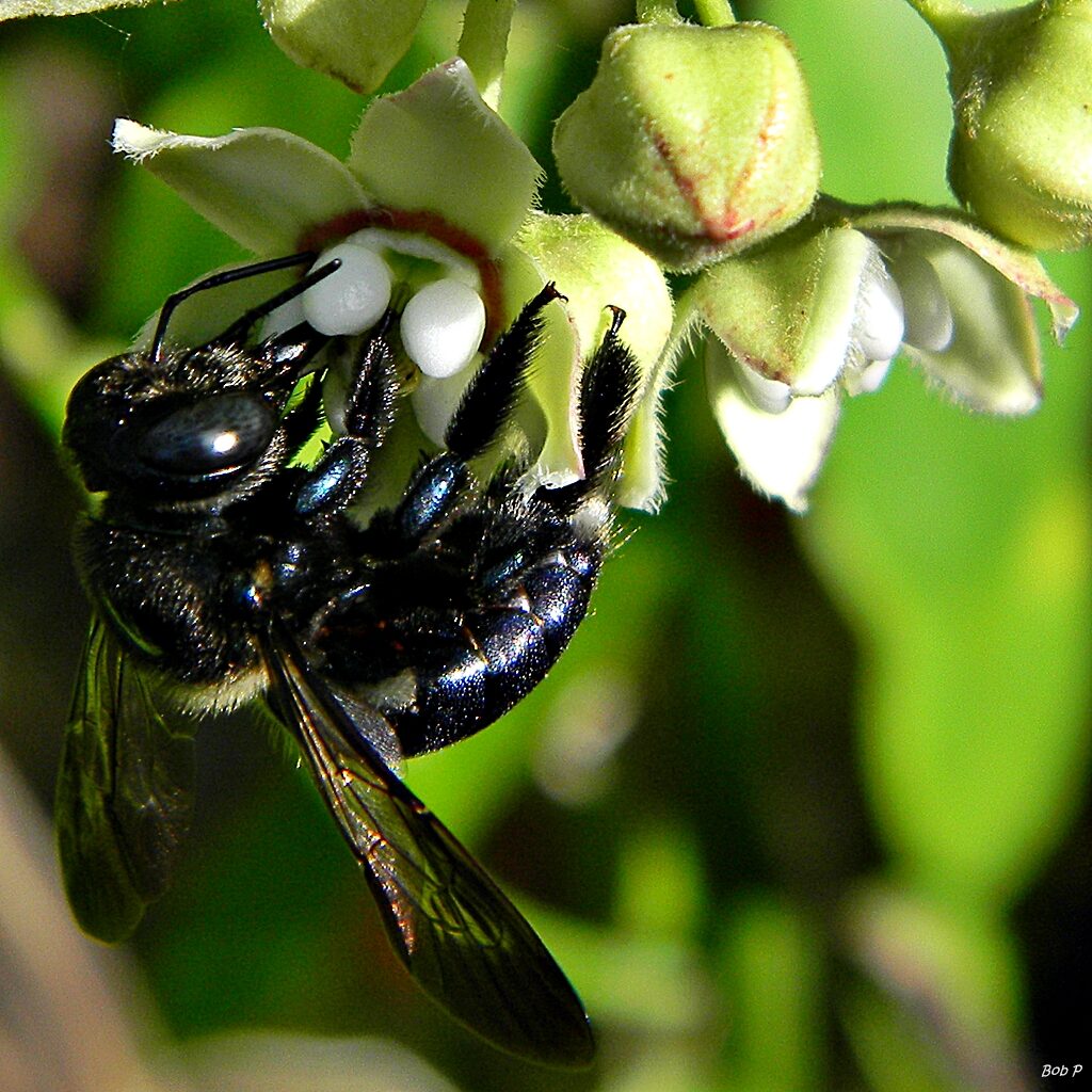 Carpenter bee