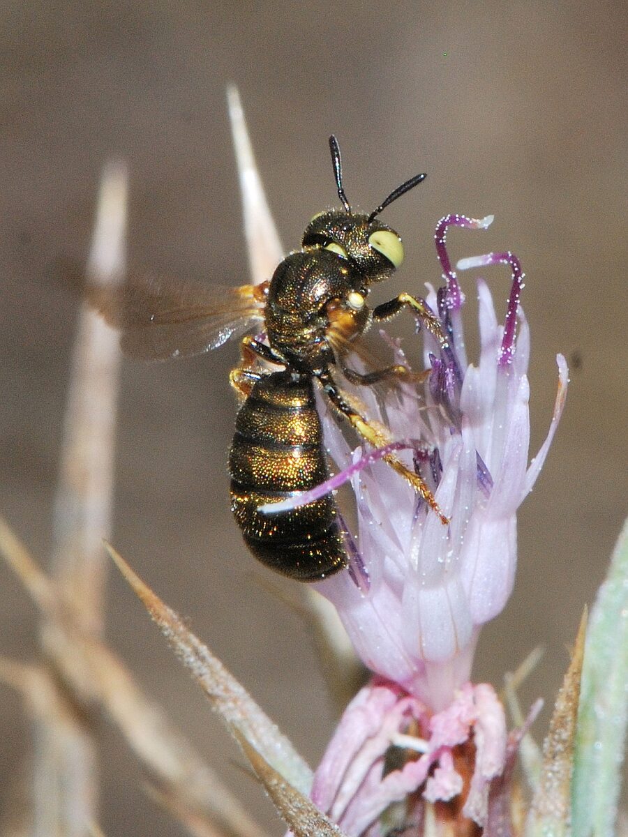 Ceratina