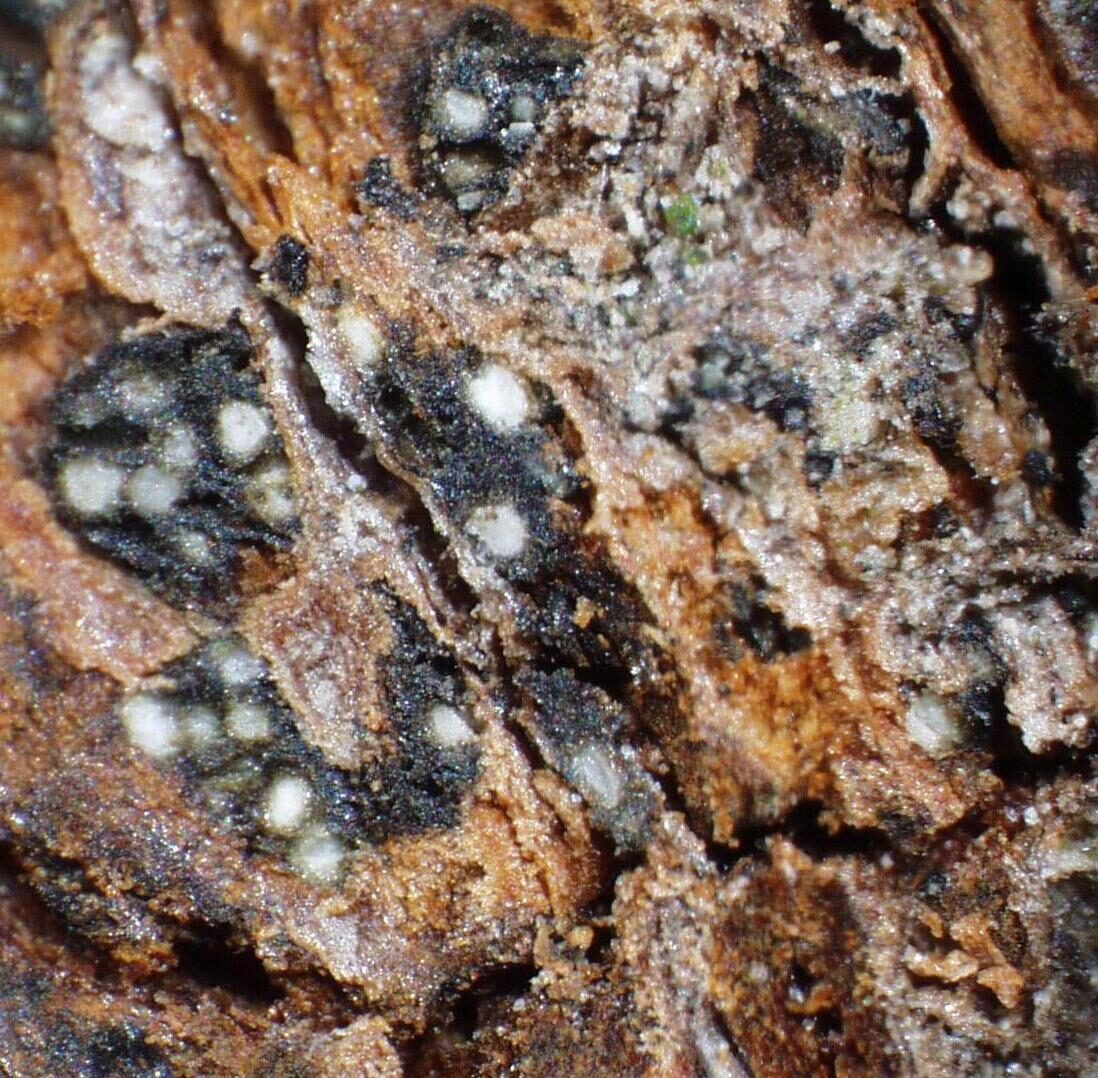 Botryosphaeria