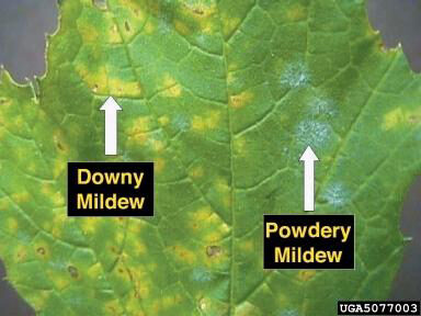 Downy mildew