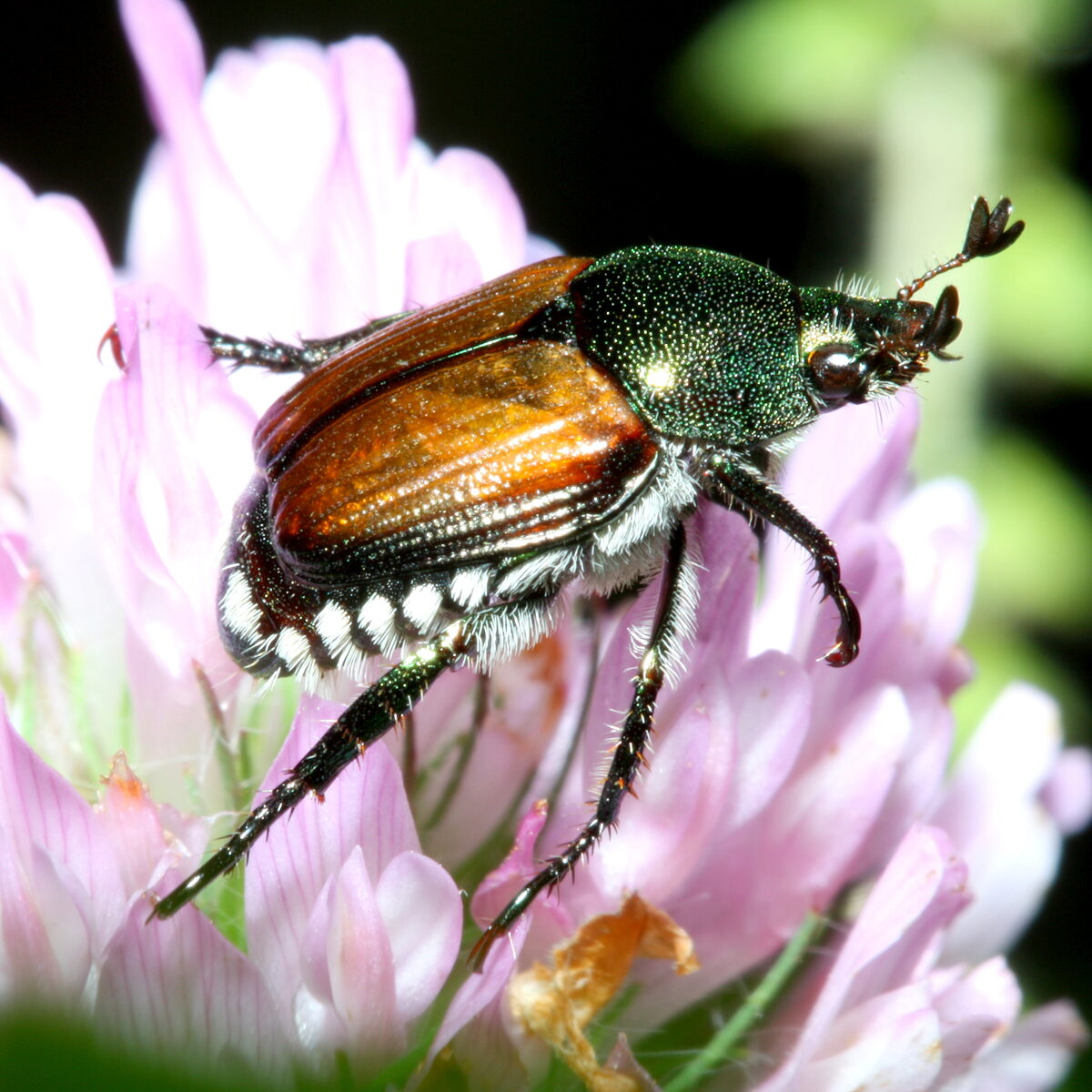 Popillia japonica