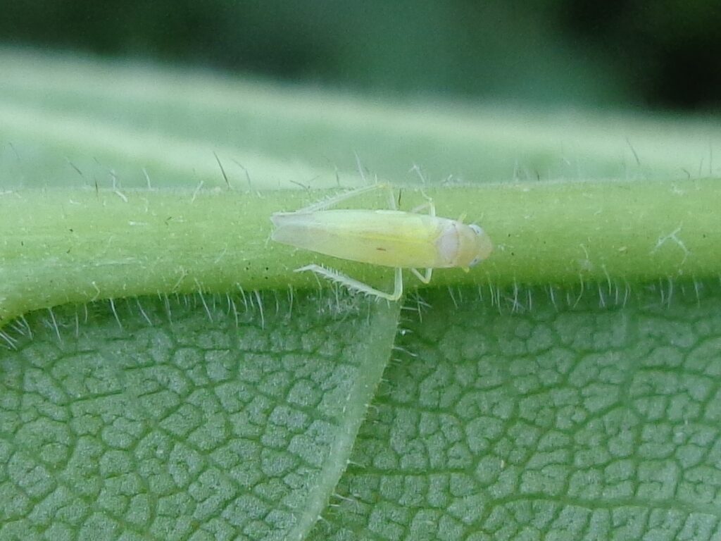 Edwardsiana