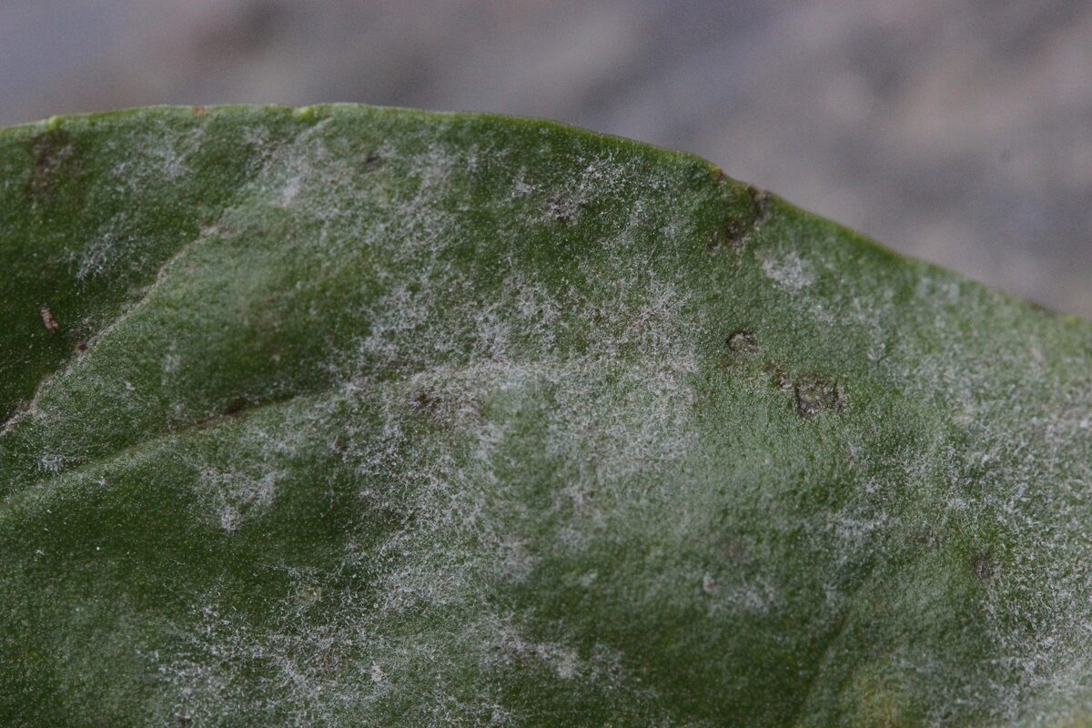 Powdery mildew