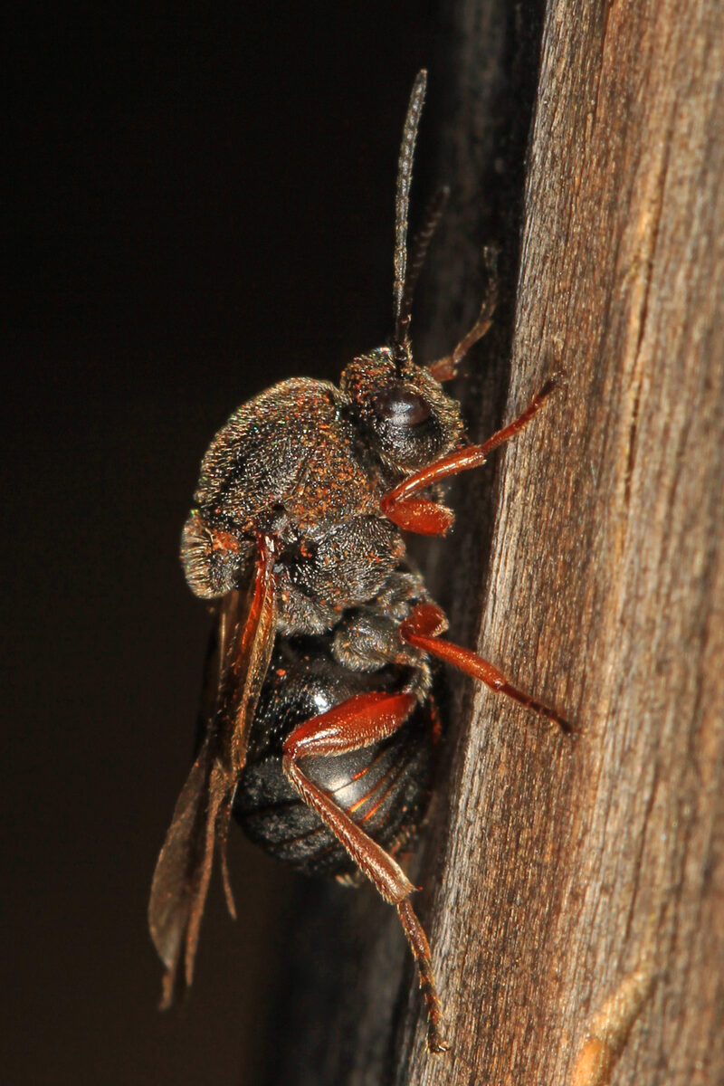 Cynipidae