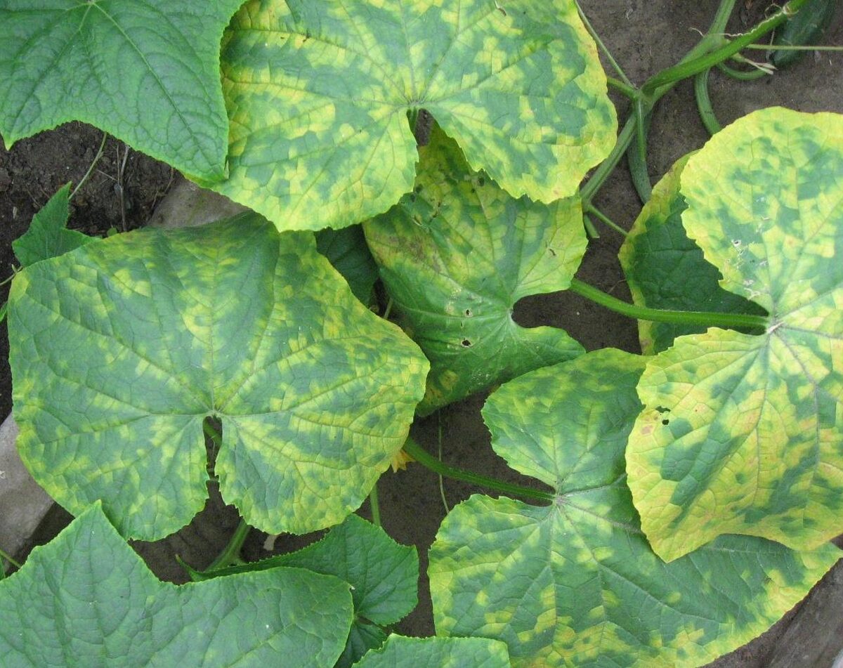 Mosaic virus