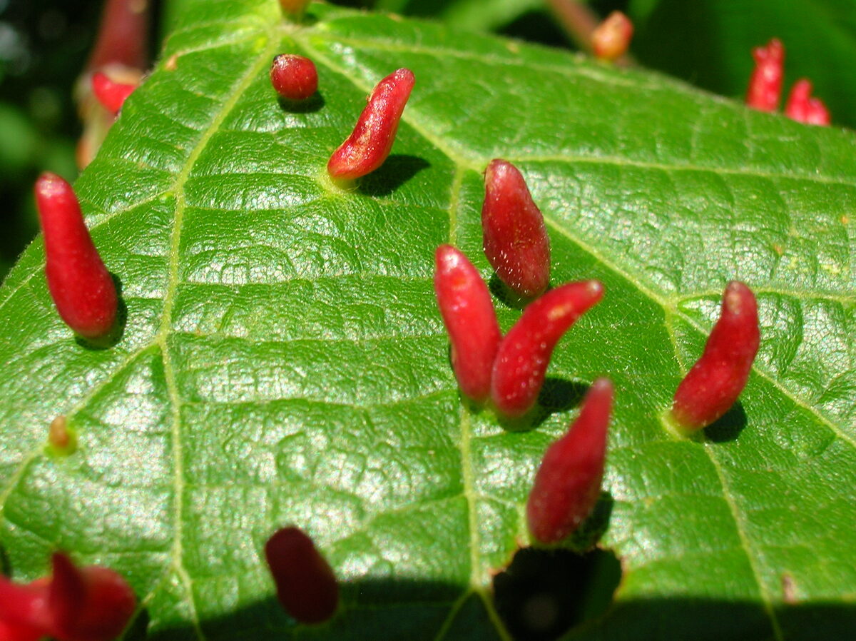 Eriophyidae