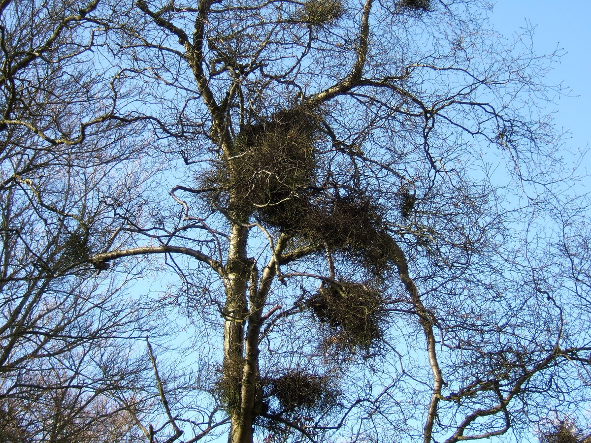Witches' broom