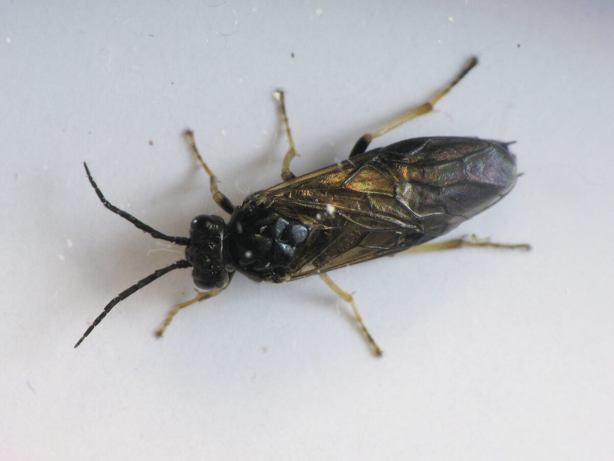 Cladius difformis