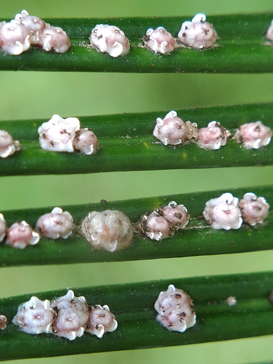 Scale insect