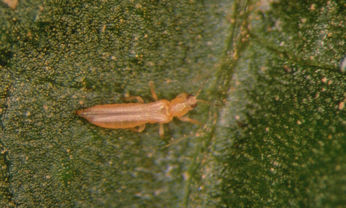 Frankliniella occidentalis