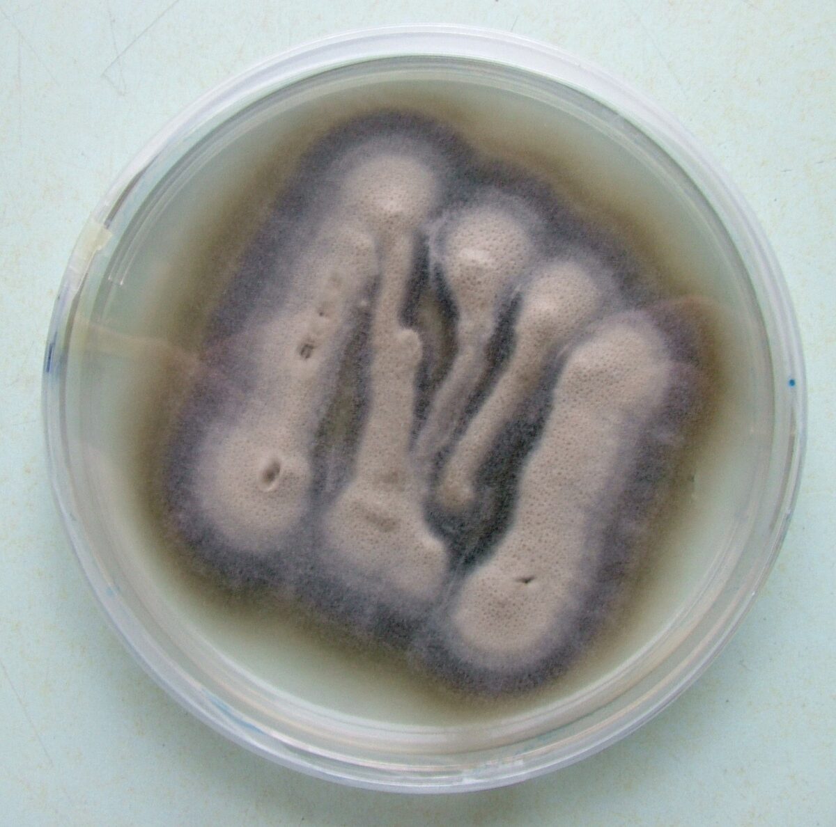 Verticillium