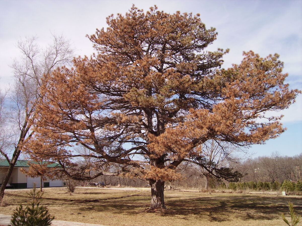 Wilt disease