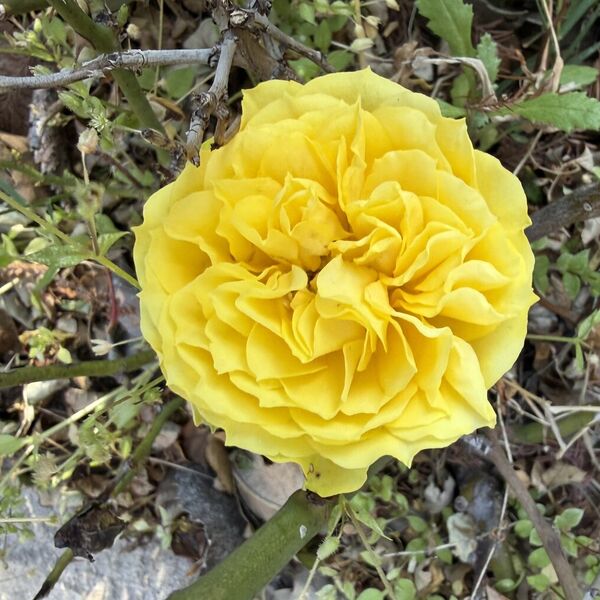 Lemon Rosette